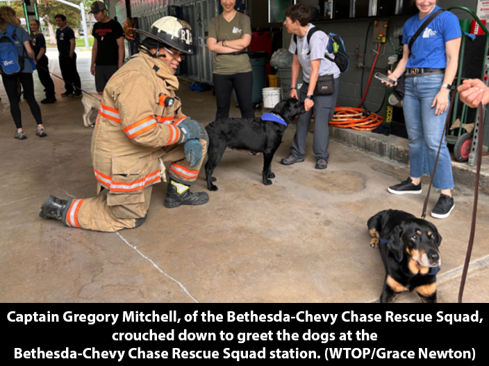 Guide dogs in training get socialized at BCCRS